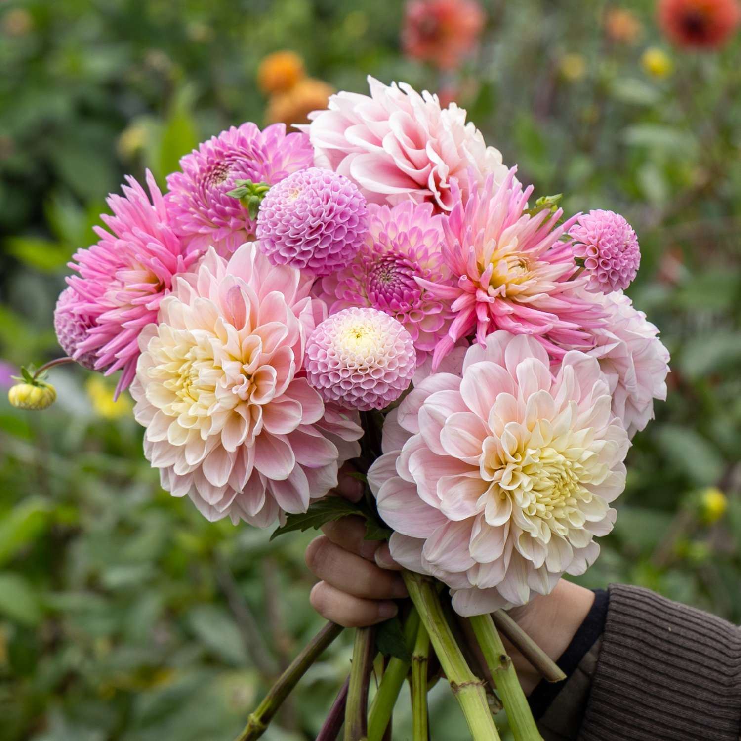 Dahlien - Kollektion 'Pink Favorites' - Dahlia